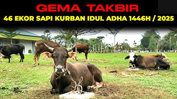 Gema takbir dan 46 ekor sapi qurban | idul adha 1446H