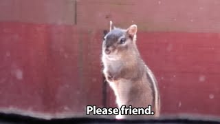 Chipmunk Begs For Food