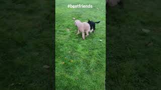 Teen boy pups= WWE 247 lol #dog #puppy #cute #shorts #shortsdog #shortvideo #short #puppyvideos #pup
