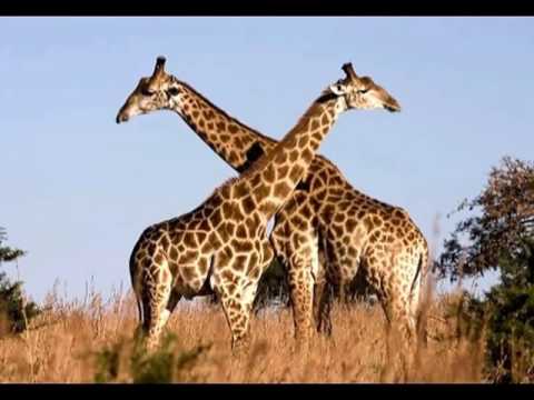 Video Tiếng kêu và hình ảnh con hươu cao cổ 1 sound and... - youtube