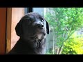保護犬を迎えてからの1年間の成長記録。