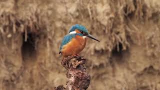 Beautiful Bird -  Kingfisher Sound!