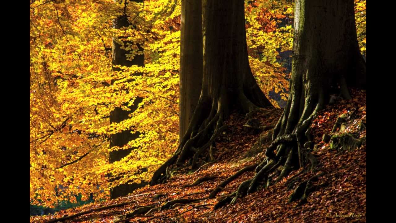 Dvořák:  Sonatina in G Major, Op. 100 (III. Larghetto).  Andrew Hardy, violin, Peter Petrov, piano