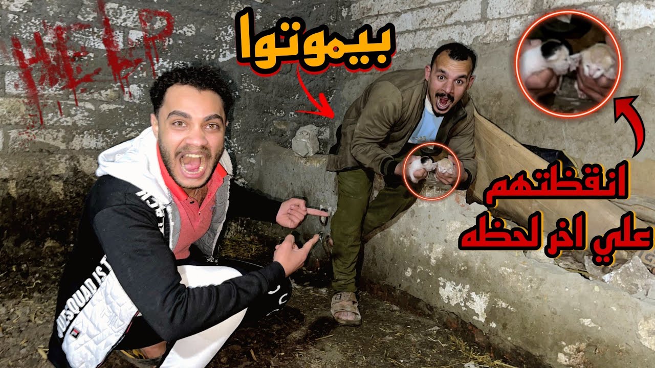 أنقذت اجمل قطط💔 في العالم من الموت علي اخر لحظه؟!😭