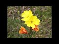 黄昏のワルツ three guitars(加古隆)(クラシックギター三重奏)