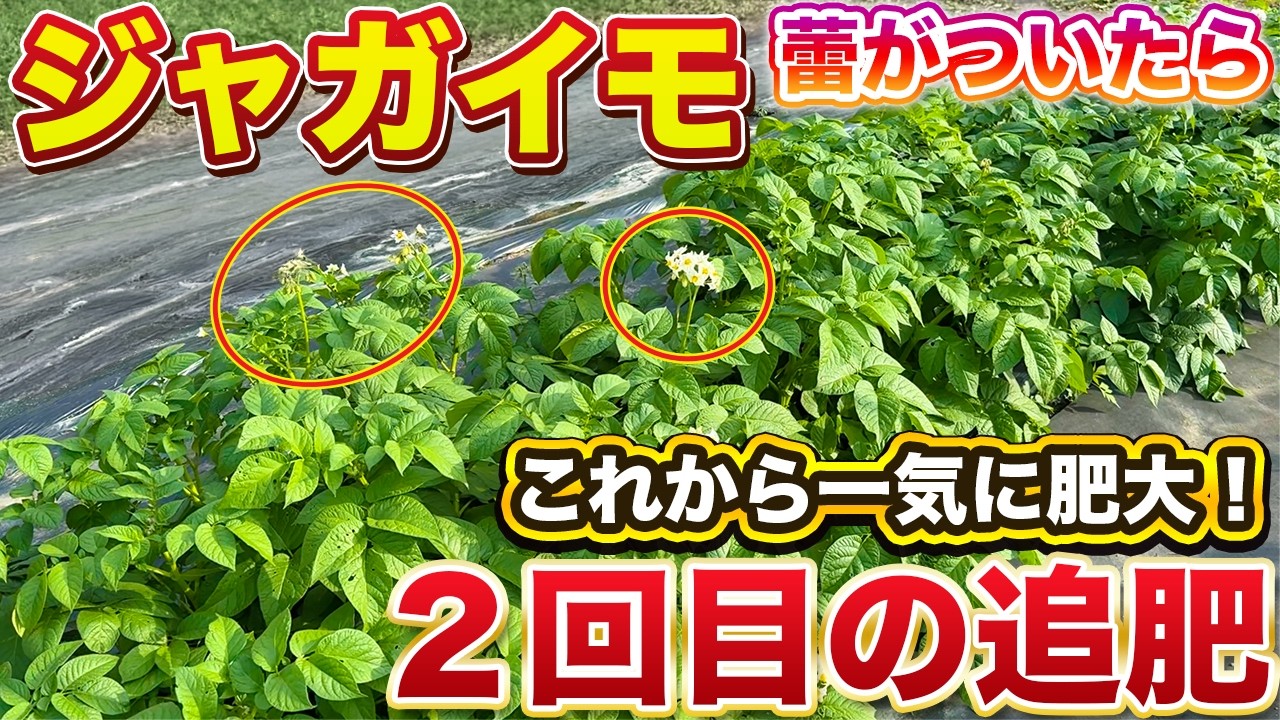 Potato Cultivation] How to quickly enlarge and plump up your