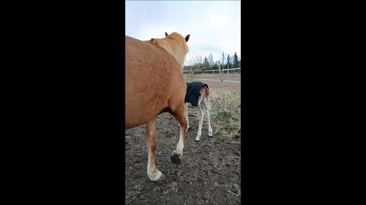 Miten meillä meni varsomisen jälkeen?