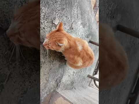ვიდეო: ჩემი კატა ვერ ფუჭებს! ყაბზობა კატებში