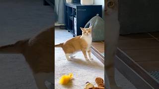 Funny Cats 😂 Episode 159 #Shorts