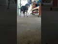 น้องบอก"อิหยังวะ"😂 #funny #fyp #lovedogs #ขำๆ #หมาน่ารัก
