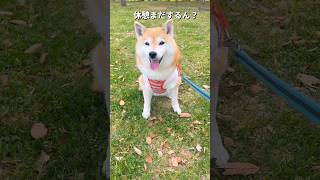 るんるん散歩🐶🐾#柴犬 #チワワ #shorts