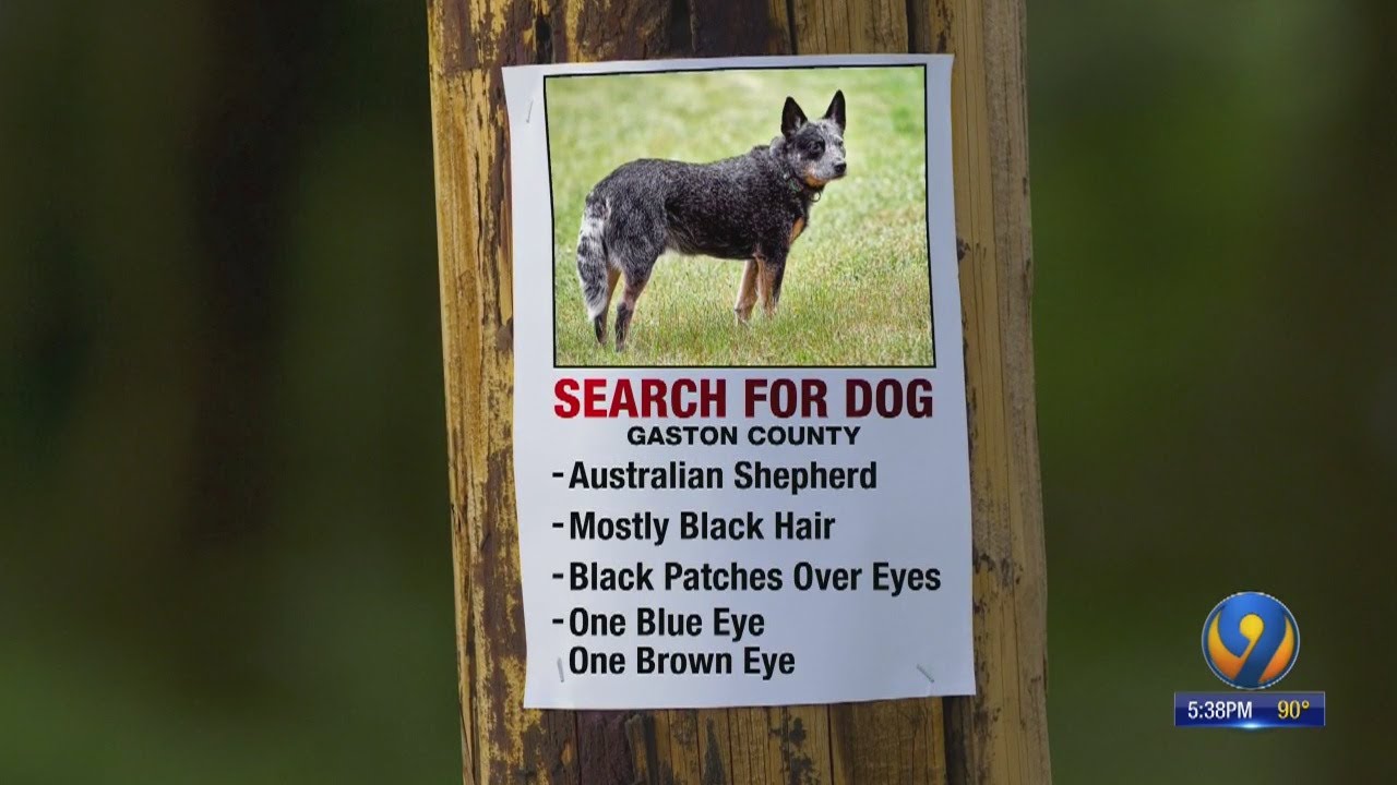 Stray dog on the loose after killing rabid skunk in Gaston County