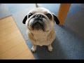 パグの大冒険！ベランダに出してみた！Pug