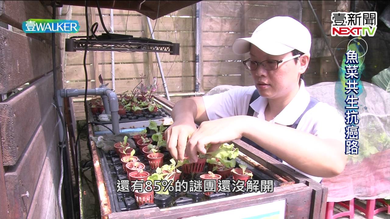 魚菜共生 沒農藥又非常省水,連百香果,木瓜,香蕉,葡萄都可種植