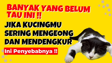 Banyak yang Belum Tau ini !! 10 Penyebab Kenapa Kucing Mendengkur dan Mengeong Terus