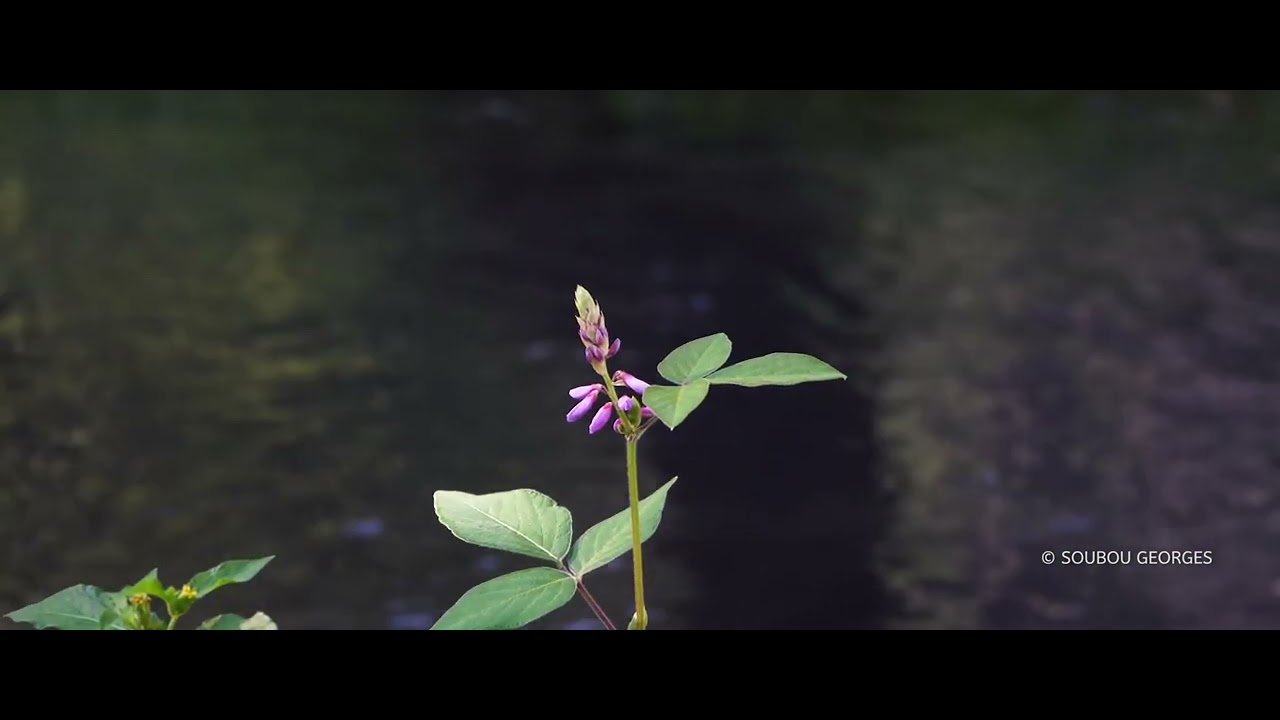 Soubou Georges - Destination Réunion.