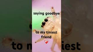 Saying Goodbye to my Tiniest Friend 💔