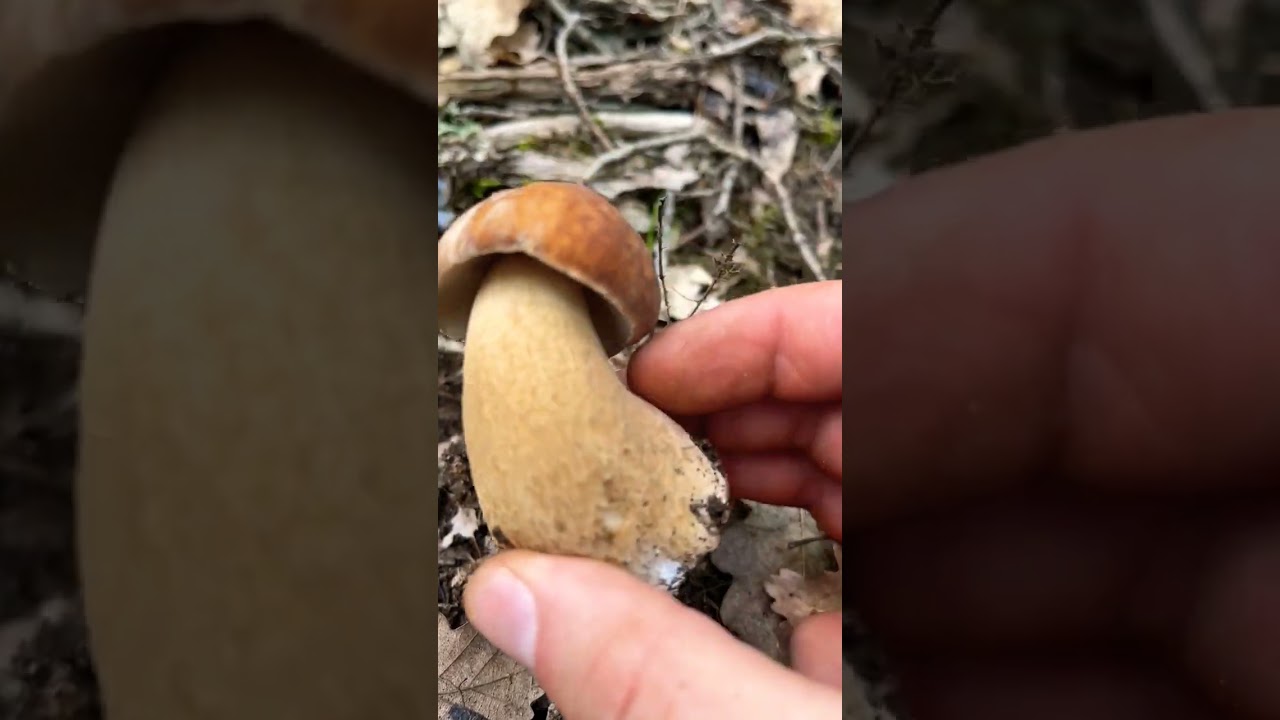 Белые грибы в Крыму 2023.Boletus edulis 