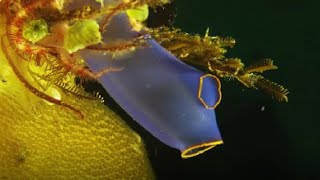 Facts: Sea Squirts (Ascidians)