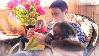 Pet Monkey: Good morning