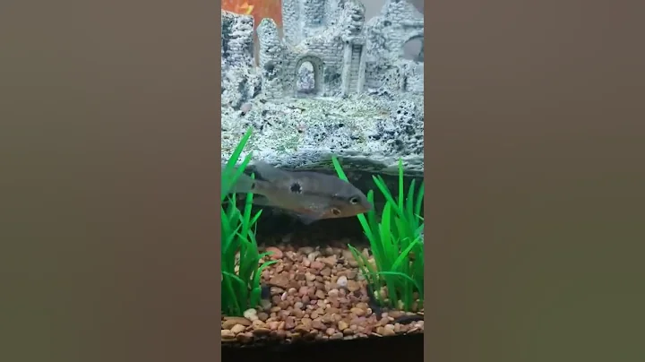 fun fish - DayDayNews