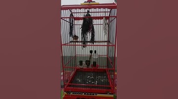 CENDET MADURA | MASTERAN JITU CENDET | PANCINGAN CENDET MALAS AGAR CEPAT RESPON #CENDETMADURA