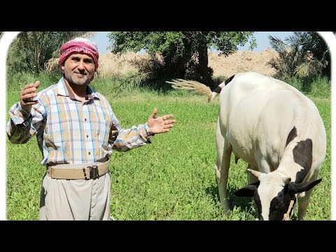 فيديو: كيفية زيادة اللبن من الأبقار
