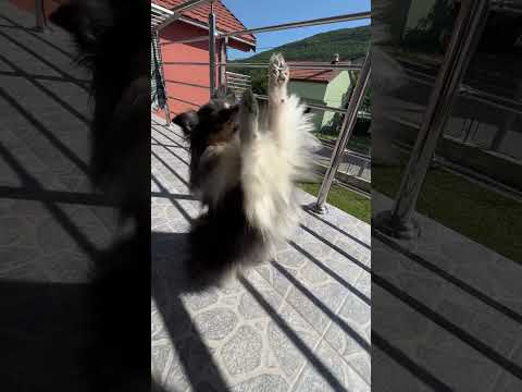 Трюк зайка и помаши #дрессировкащенка #трюки #дрессировка #dog #dogfitness