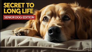 HOW TO TAKE CARE OF YOUR SENIOR DOG: COMPLETE GUIDE FOR PET OWNERS