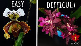 Easy Orchids VS Difficult ones - Rating my Orchids by difficulty level! 🤔