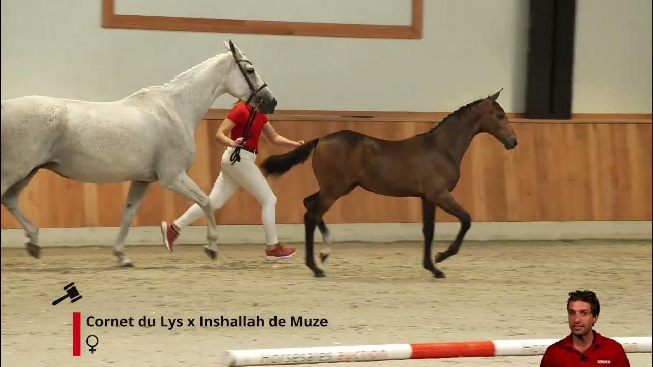 Cybersinaa Champion Z du Lys x Inshallah de Muze) YouTube