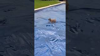 Little spud 🥔 #cutedog #frenchie #frenchbulldog