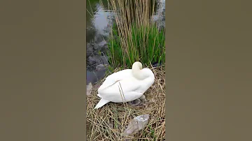 Яйца лебедя swan eggs Дроздов не рассказывает