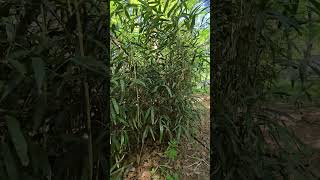 갈대의순정.박일남.