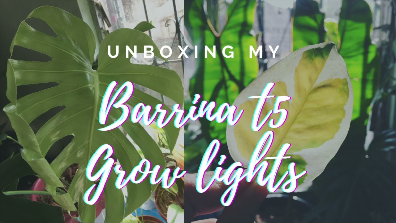 Unboxing Amazon's BARRINA T5 Grow Lights | Best Grow Light For INDOOR HOUSE PLANTS