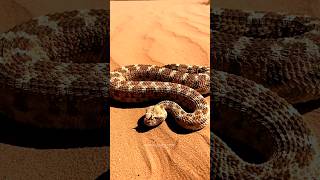 This Desert Snake Can Kill Before You Even See It 😱🐍#animalfacts #snake #fifaworldcup2026 #shorts