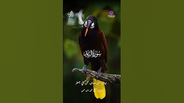 #سورة_الرعد #quran #funny #تلاوة_خاشعة #surah# #fyp