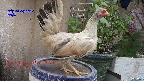 Gà rừng.Bẫy gà ngủ trên cây một nốt nhac.Mời mọi người cùng xem nhé.