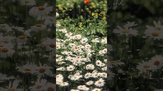 Munbe vaa en anbe vaa 💗✨️ whatsapp status tamil 🎧 love songs tamil 💌 lyrics songs vedio tamil ✨️