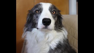 A Conversation with Zoey the Border Collie About Not Chewing