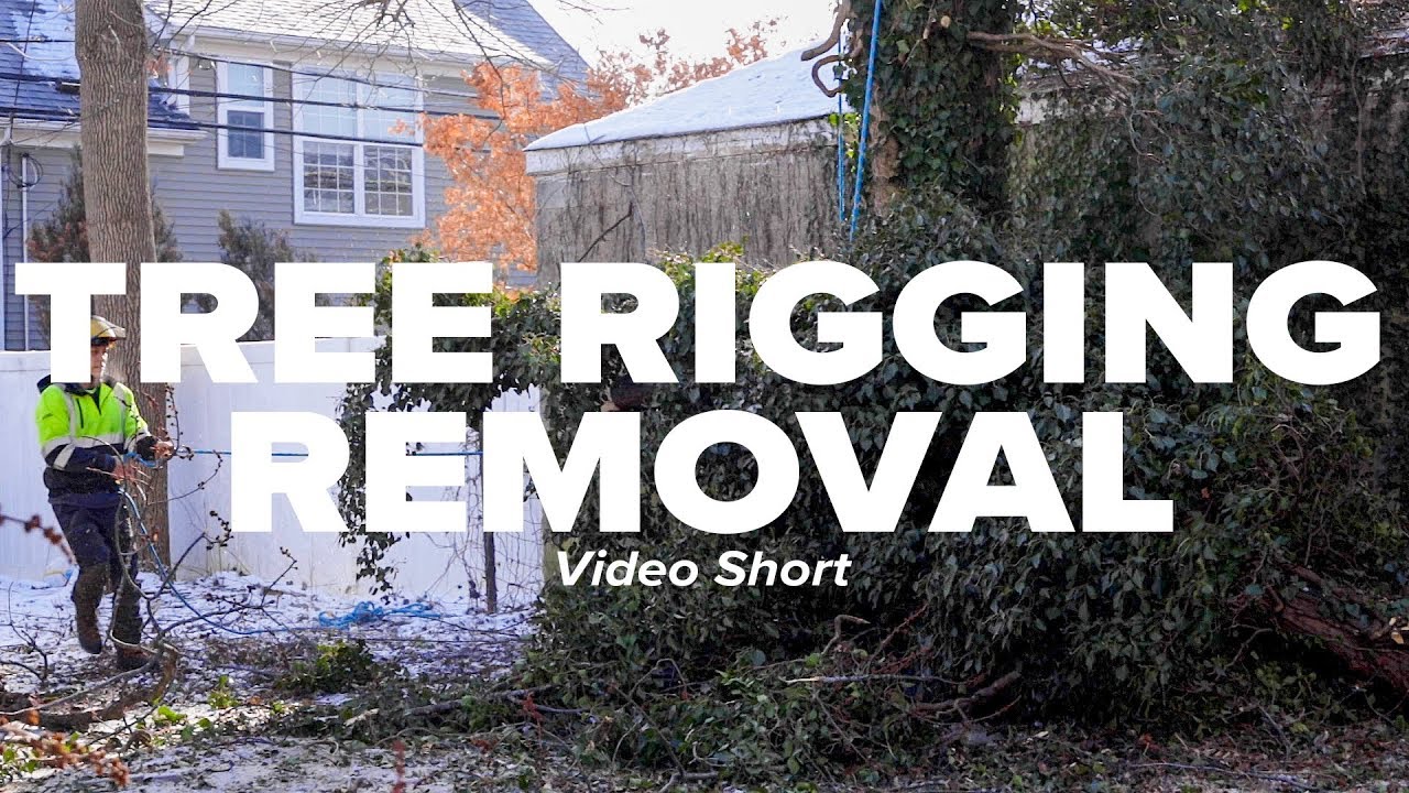 Tree Rigging Removal Short - YouTube