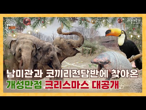 설렘 가득한 서울대공원의 겨울❄️코끼리사와 남미관에 찾아온 크리스마스 대공개🎅