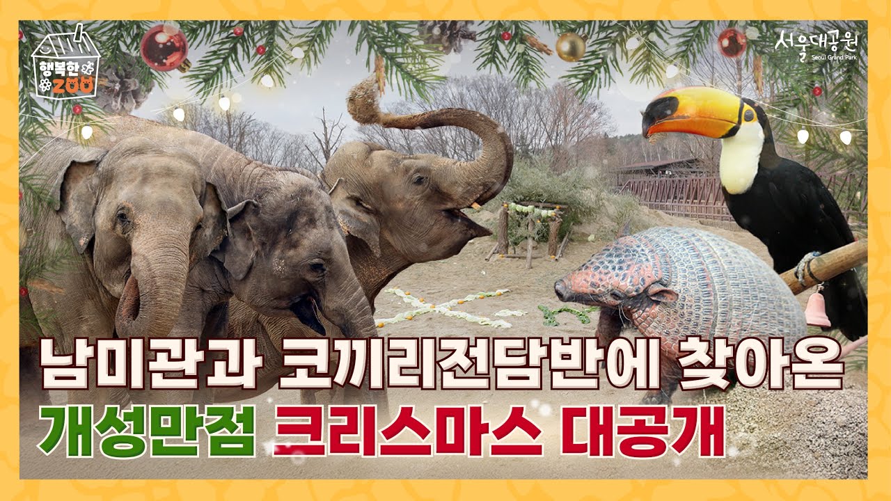 설렘 가득한 서울대공원의 겨울❄️코끼리사와 남미관에 찾아온 크리스마스 대공개🎅