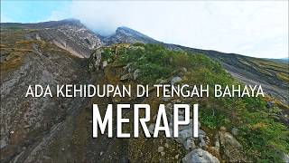 TERNYATA ADA KEHIDUPAN DI TENGAH JALUR GUGURAN AWAN PANAS MERAPI!!