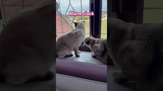 Cats Seeing A Bird