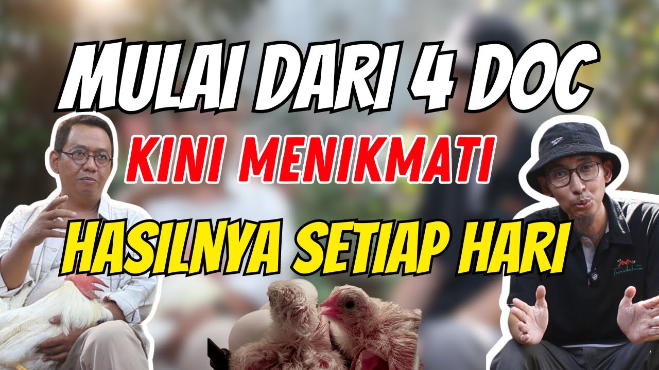 CERITA MITRA : PRODUKSI 22 EKOR DOC DALAM WAKTU SINGKAT ‼️ 💯 🥚🐣🐔💰