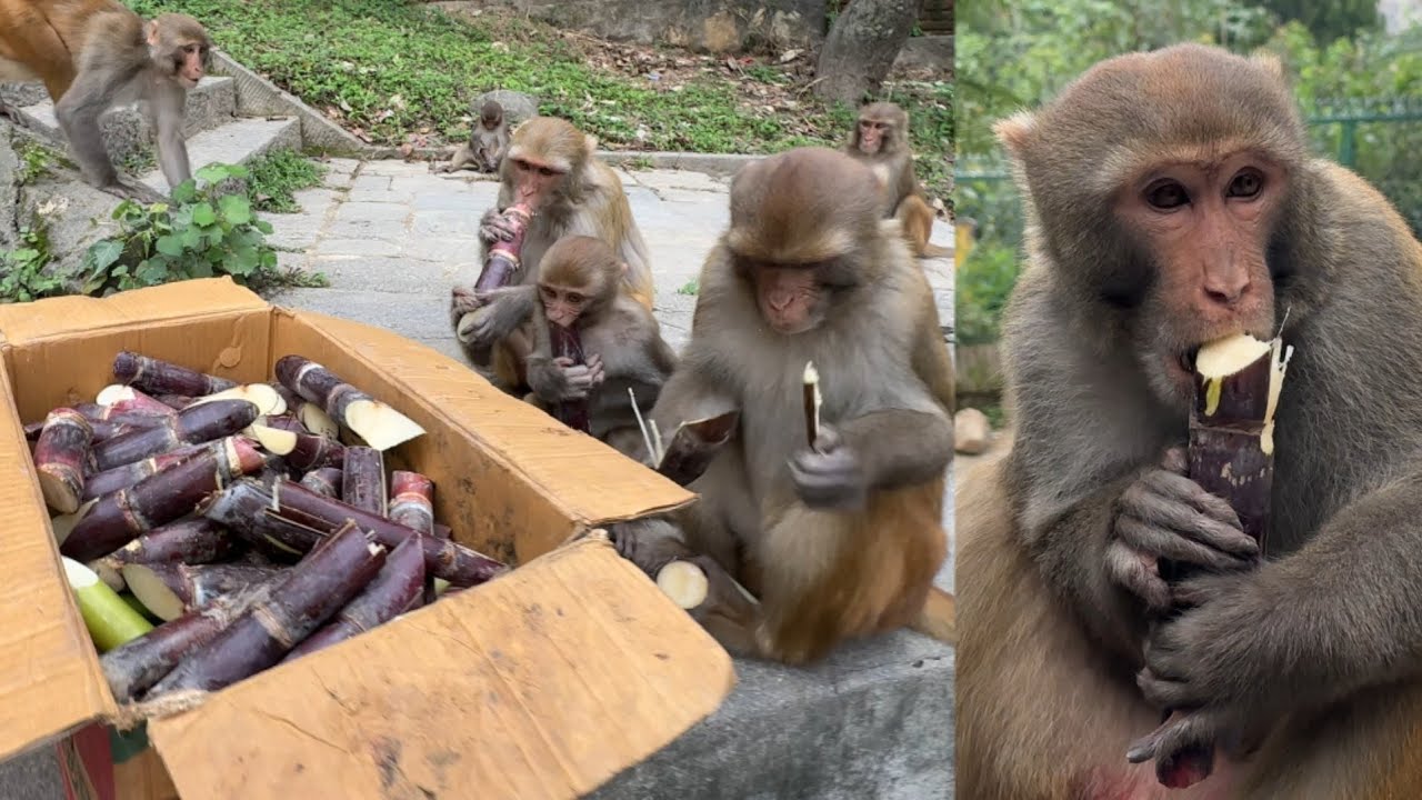 lets having a fresh sugarcane to monkey families and feeding street dogs too