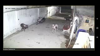 Pakistani bully and gsd dog fight video.#pakistani bully agressive dog fight video