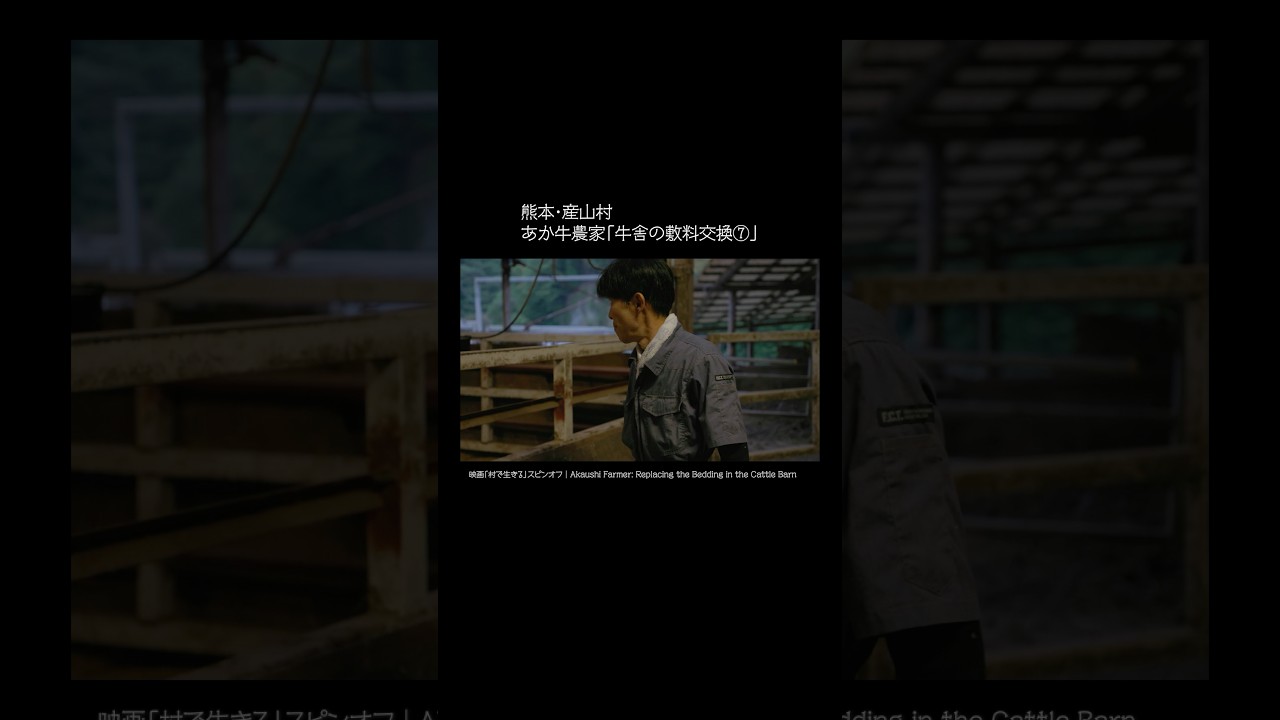 熊本・産山村｜あか牛農家「牛舎の敷料交換7」 #shorts