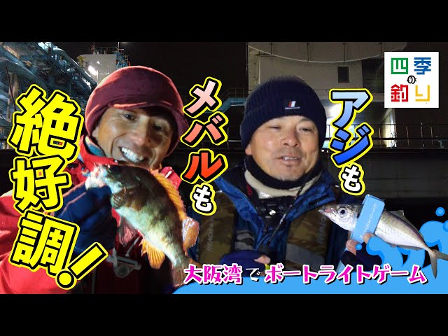 大阪湾でボートライトゲーム アジもメバルも絶好調！（四季の釣り/2024